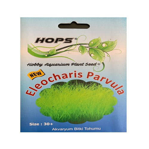 Eleocharis Parvula Bitki Tohumu