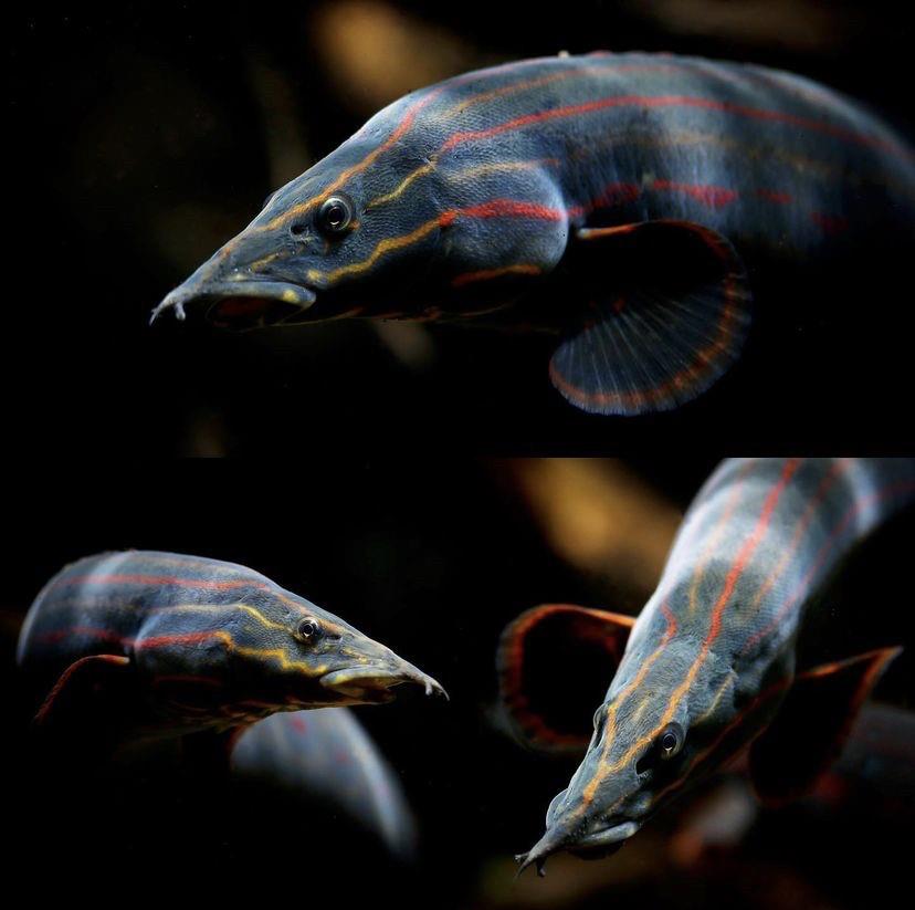 Fire Eel (Ateş Yılan Balığı ) 14-15 cm