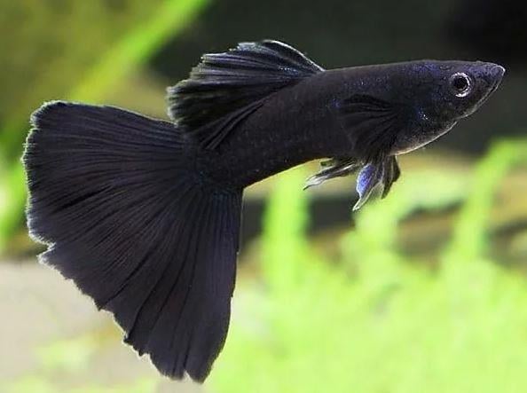 Full Black Lepistes 3 cm 1 Erkek 1 Dişi Satış