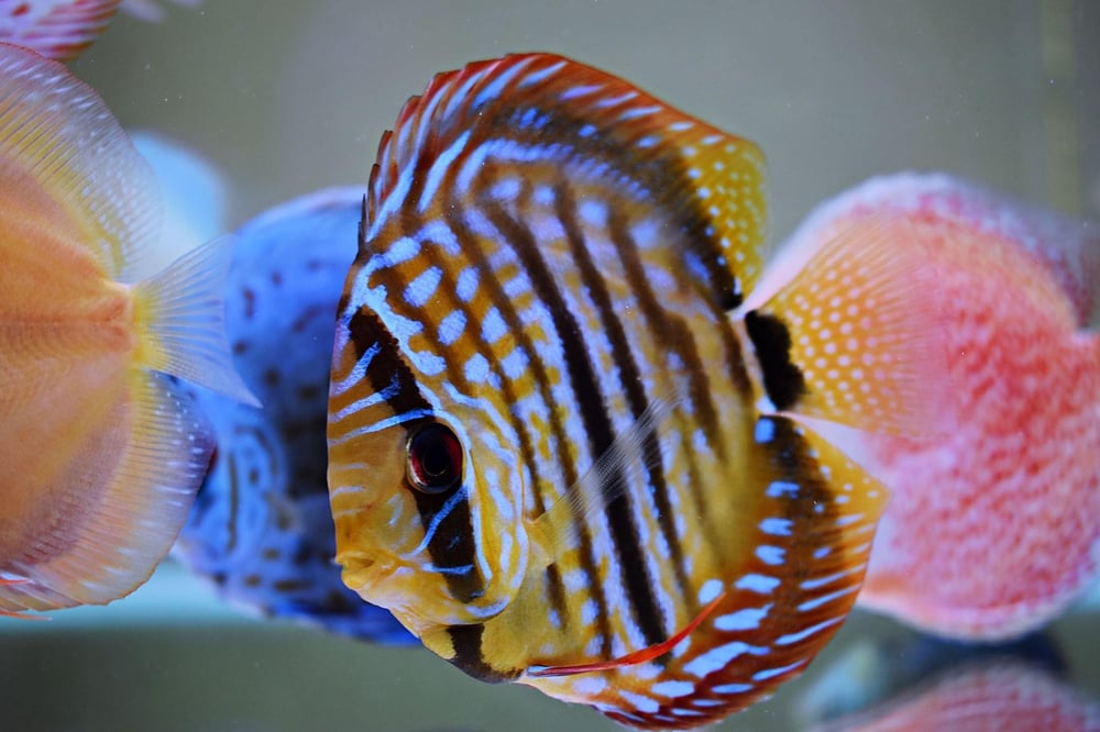 Heckell Cross Discus 9 cm