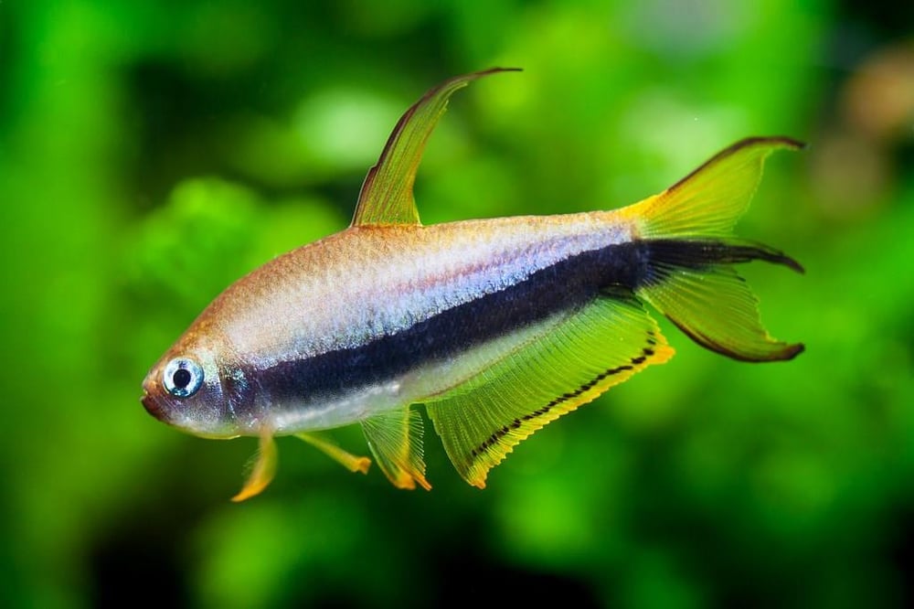 İmparator Tetra 3 cm