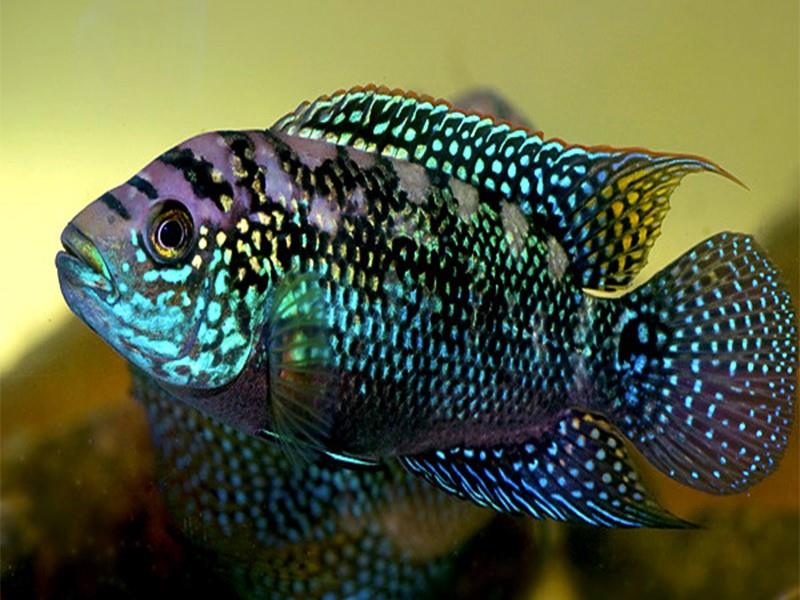 Jack Dempsey 4 cm