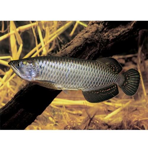 Jardini Arowana 15 cm