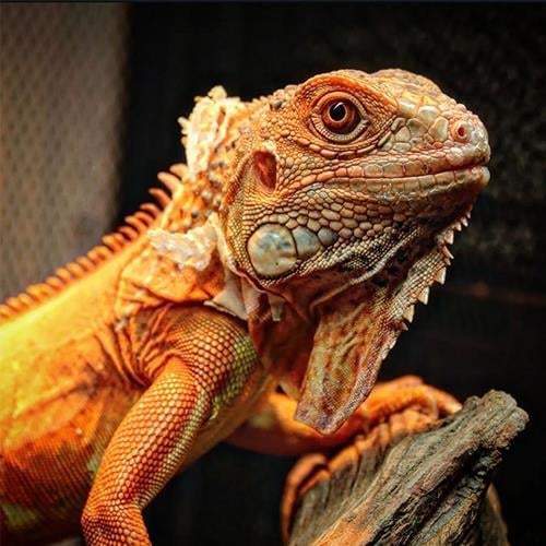 Kırmızı iguana 6 Aylık Çipli Cities (Resmi Belgeli)