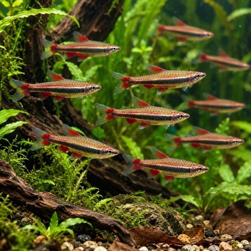 Kırmızı Kalem Tetra 3 cm
