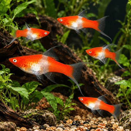Koi Kılıç Kuyruk 4 -5 Cm