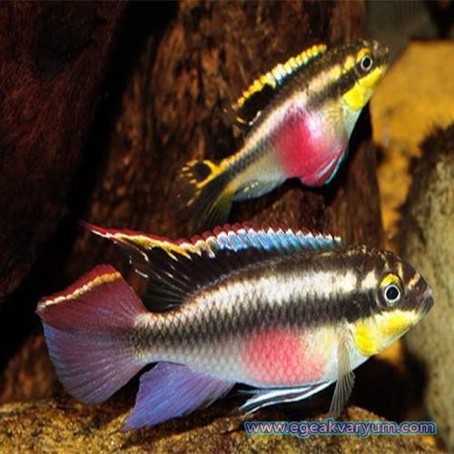 Kribensis 4-5 cm