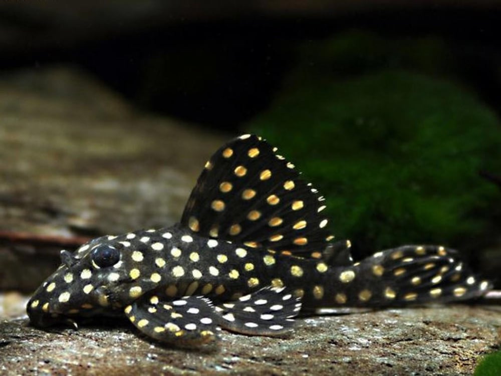 L201 Pleco 1 Erkek 1 Dişi