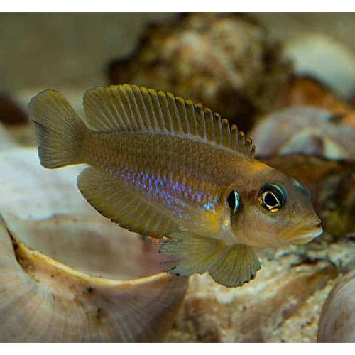 Lamprologus Ocellatus Gold 2-3 cm