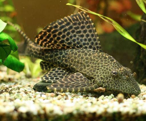 LEOPAR VATOZ 6-8 CM