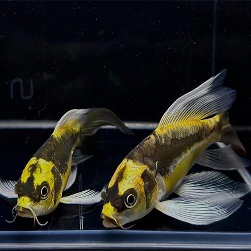Maya Koi 8-9 cm