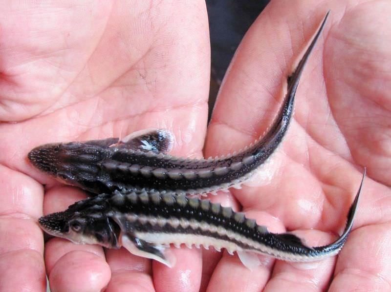 Mersin Balığı 30-32 cm