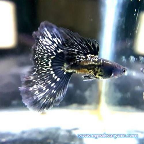 Metal Black Lepistes 2 cm 1 Erkek 1 Dişi Satış...!!