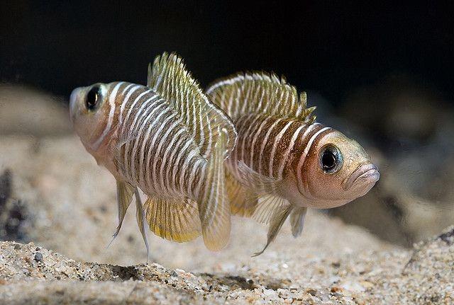 Neolamprologus Similis 2-2,5 cm
