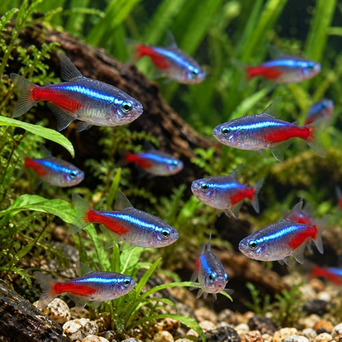 Neon Tetra 3 Cm
