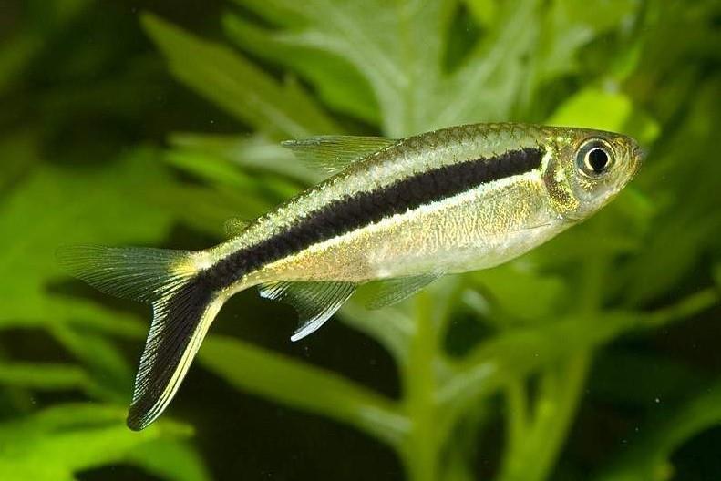 Penguen Tetra 3 cm