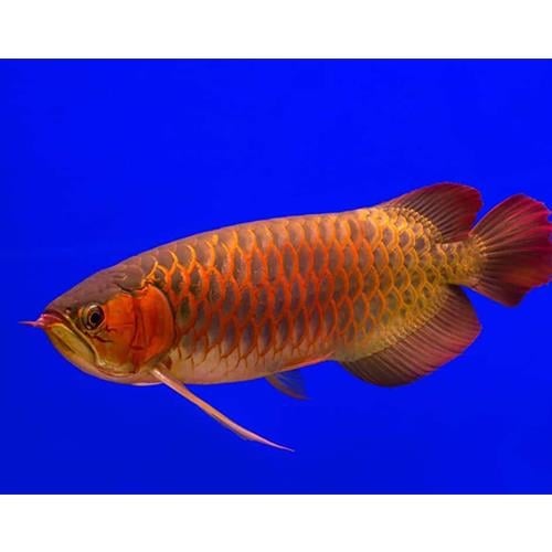 Red Arowana 25-35 cm