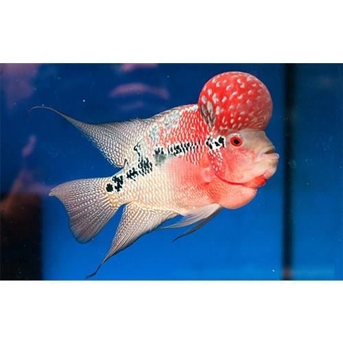 Red Dragon Flowerhorn Ciklet 10-12 cm (Tayland İthal)