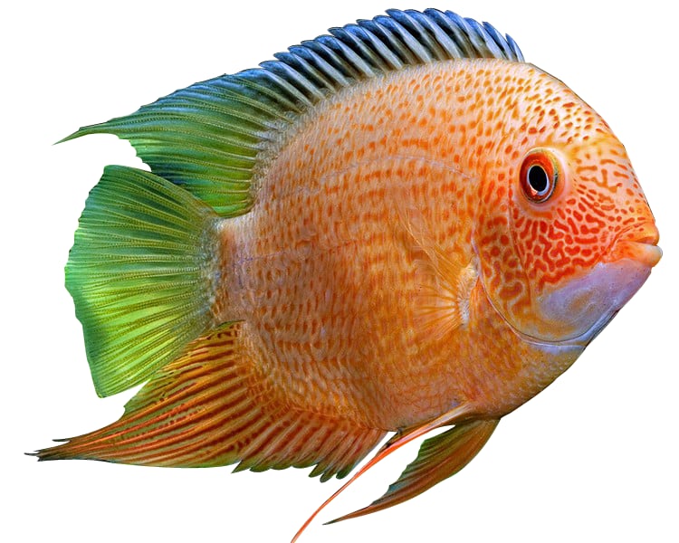 Red Severyum 5-6 Cm