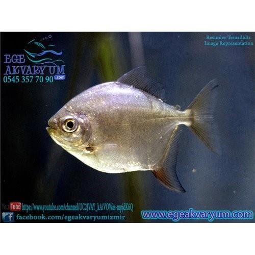 Silver Dollar 5-6 Cm