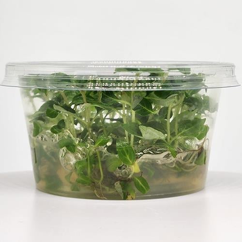 Staurogyne Porto Velho In Vitro Cup Canlı Bitki