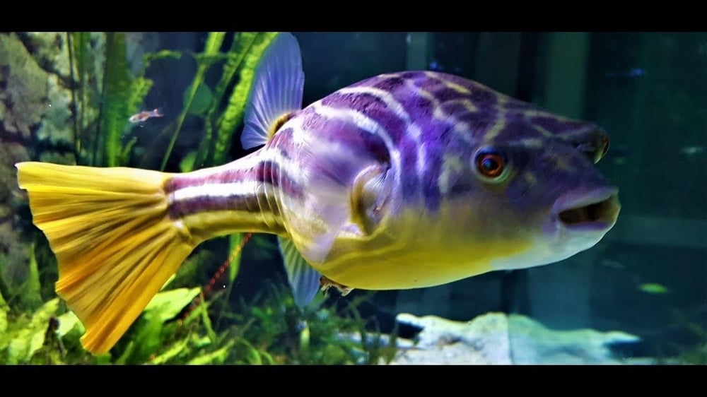 Tetraodon Fahaka Puffer 8-10 Cm