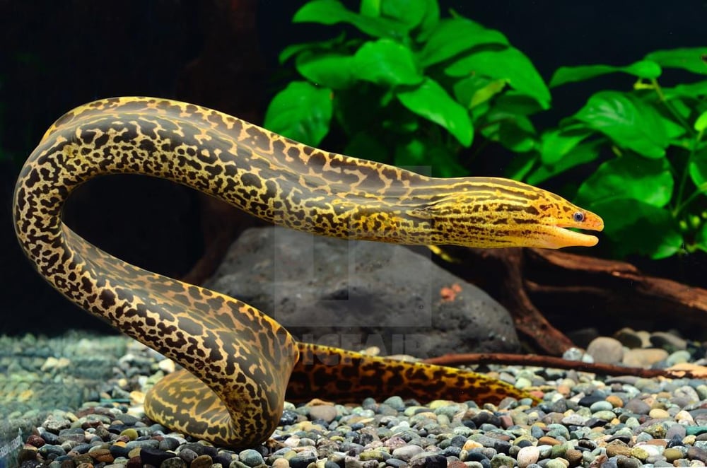 Tiger Moray Ell 25 cm