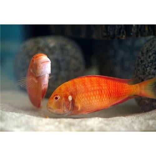 Tropheus Albino Chipimbi 3-5 Cm