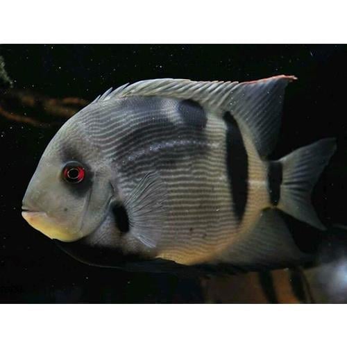 Uaru Fernandezyepezi 10-12 cm