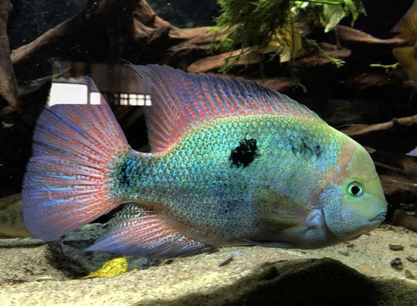 Vieja Regani 2,5-3 cm