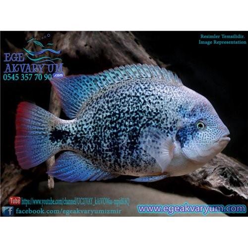 Zonatus 7-8 cm