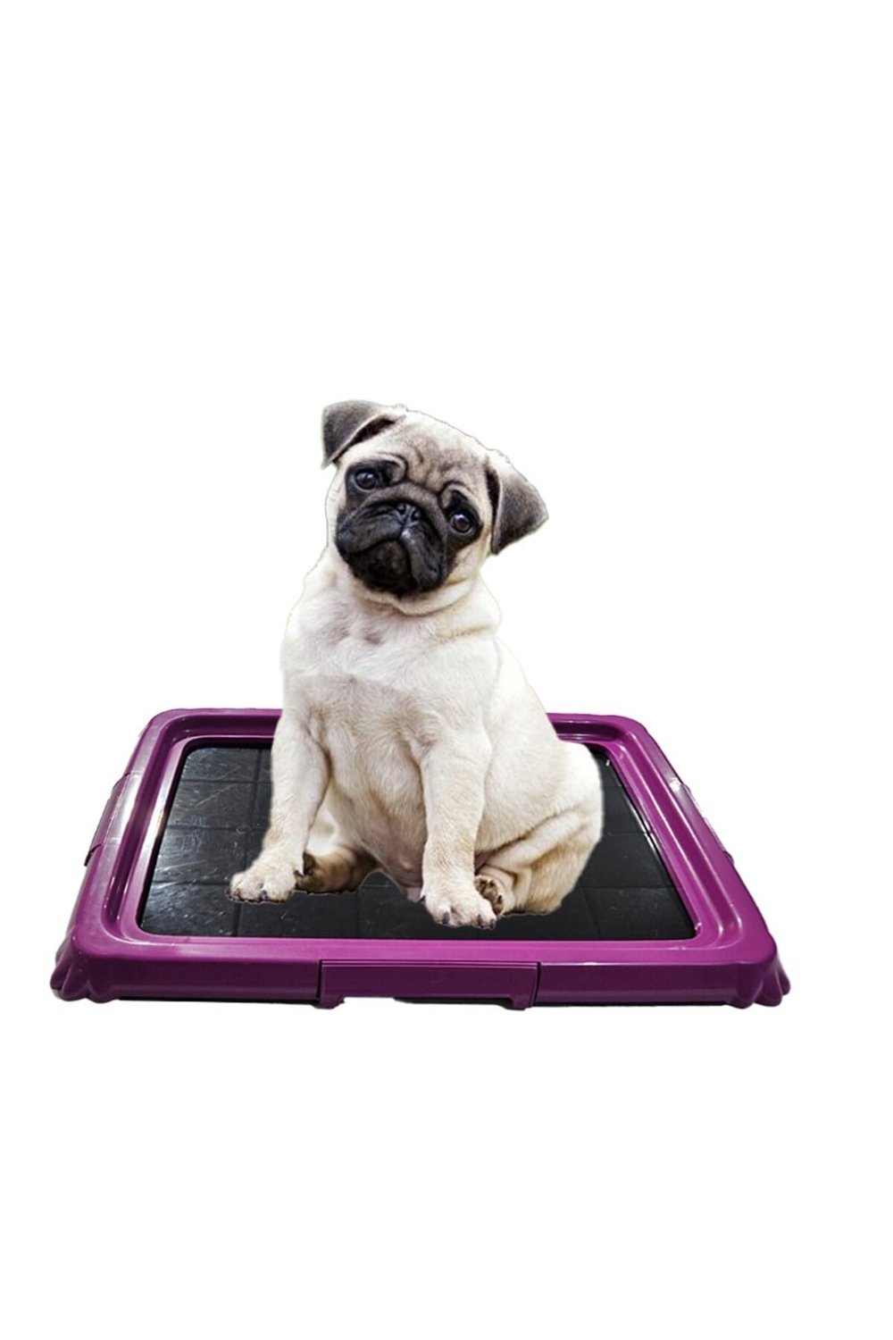 Akıllı Köpek Eğitim Tuvaleti