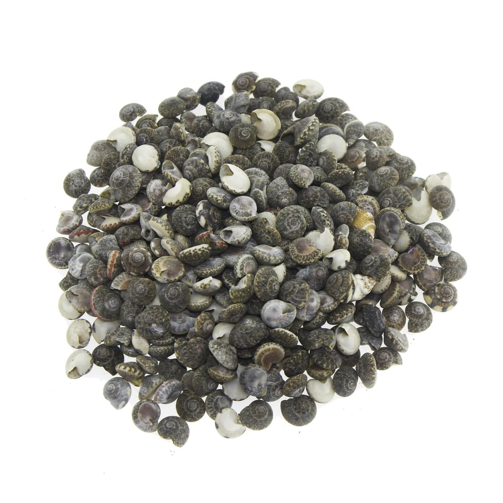 100gr. Umbinium Doğal Deniz Kabuğu