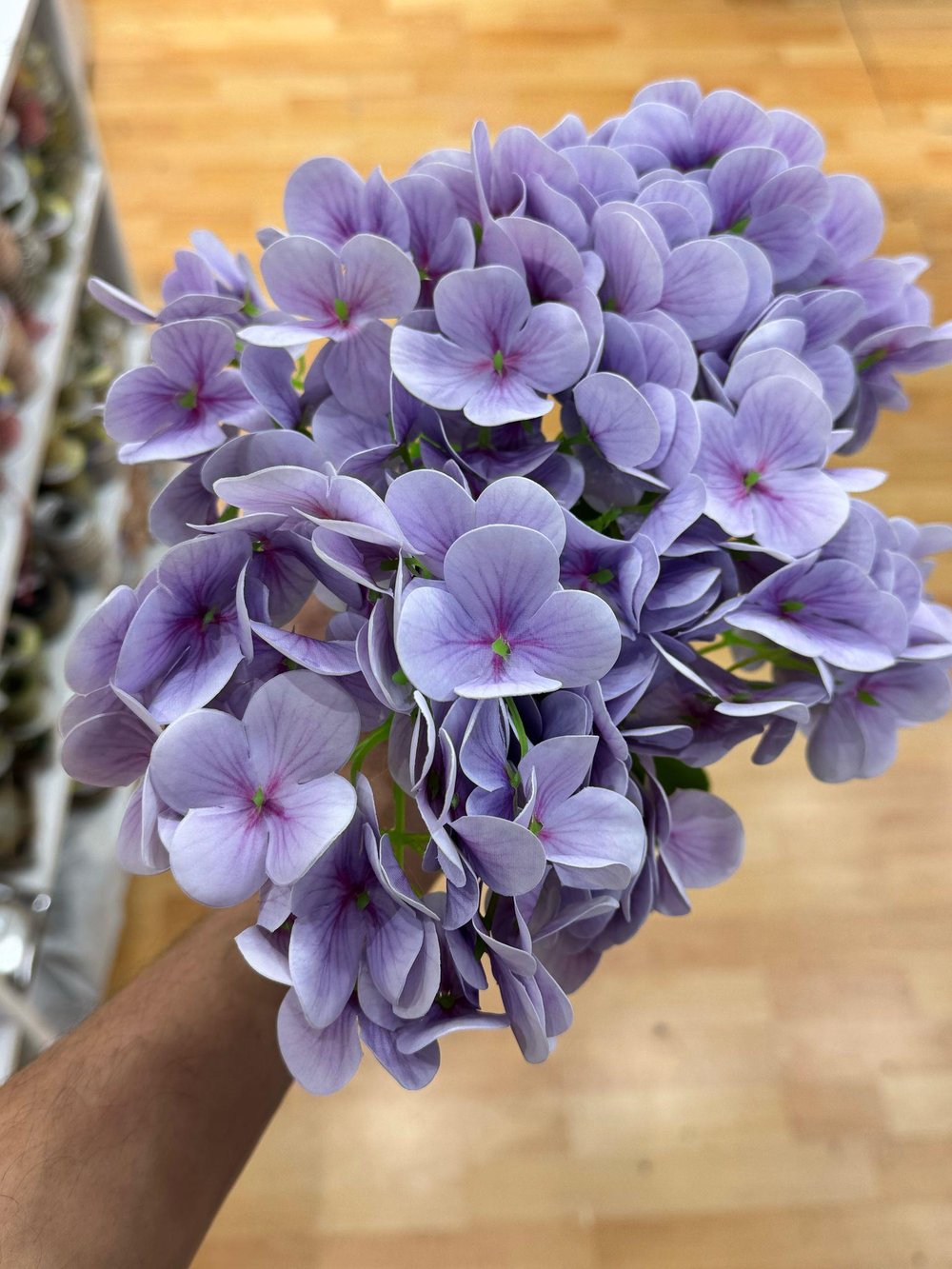 	ISLAK ORTANCA DEMET LİLA(120-130 YAPRAK)