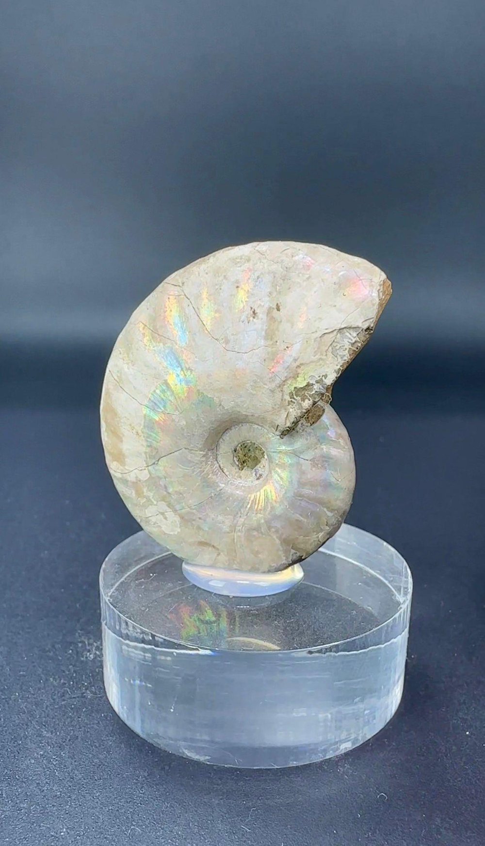AMMONİT FOSİL 25 GR.