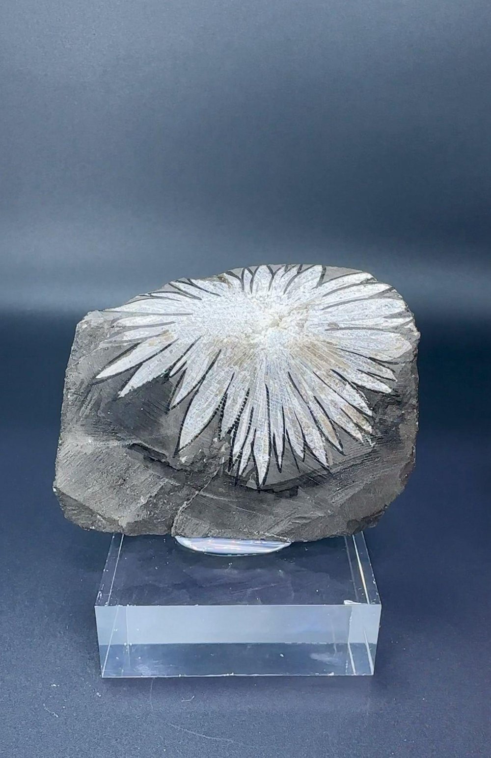 KRİZANTEM 145 GR.