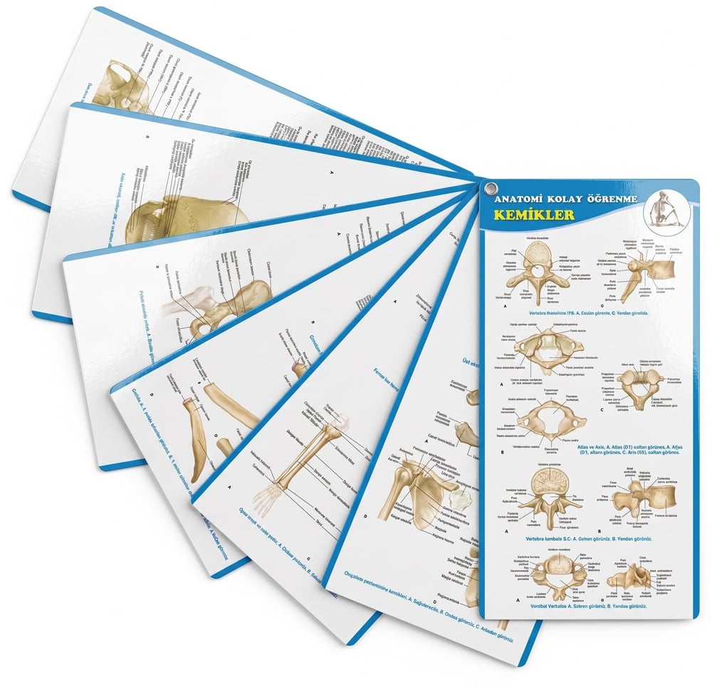 Anatomi Kolay Öğrenme – Kemikler Cep Kartı