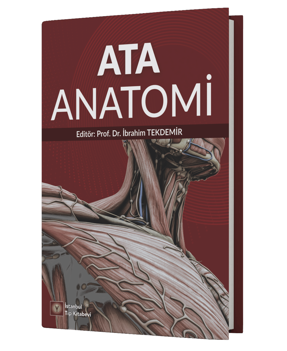 Ata Anatomi
