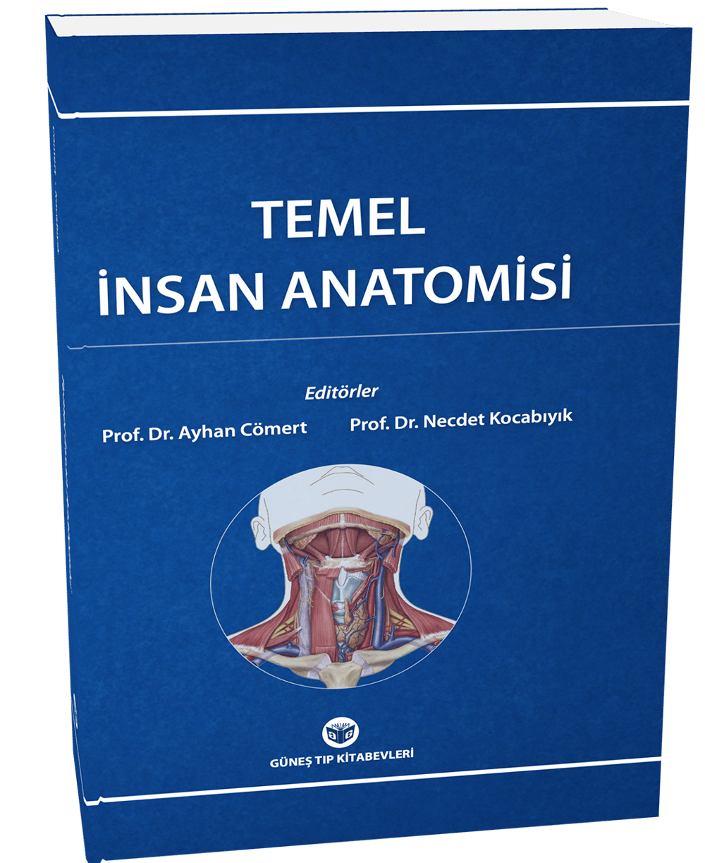 Temel İnsan Anatomisi