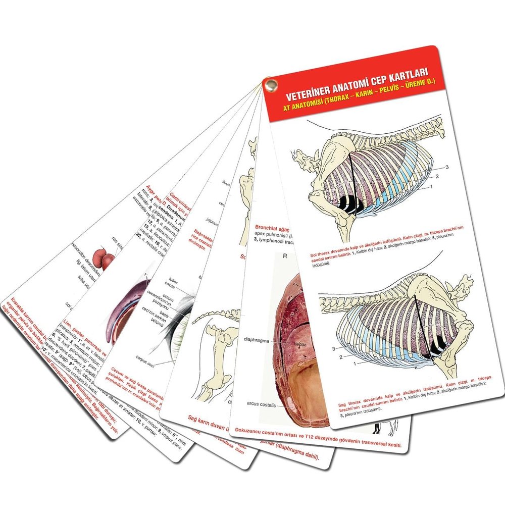 Veteriner Anatomi Cep Kartları At Anatomisi (Thorax - Karın - Pelvis - Üreme O.)