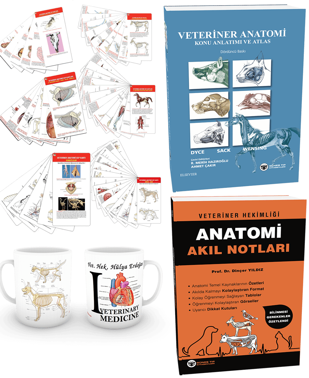Veteriner Anatomi Seti