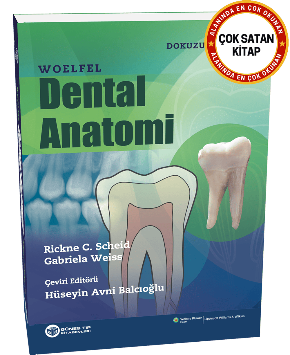 Woelfel Dental Anatomi