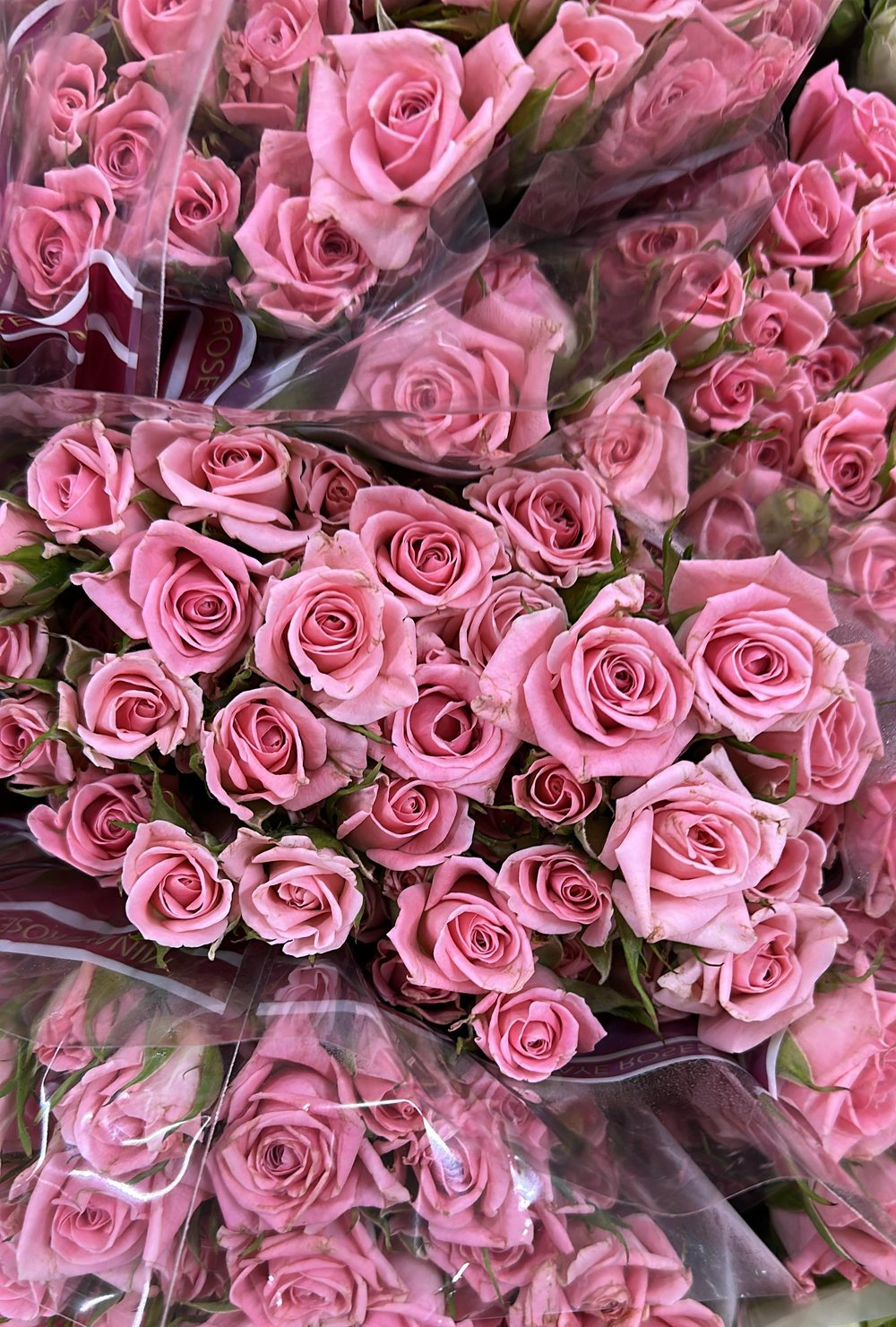 Pembe Çardak Gül