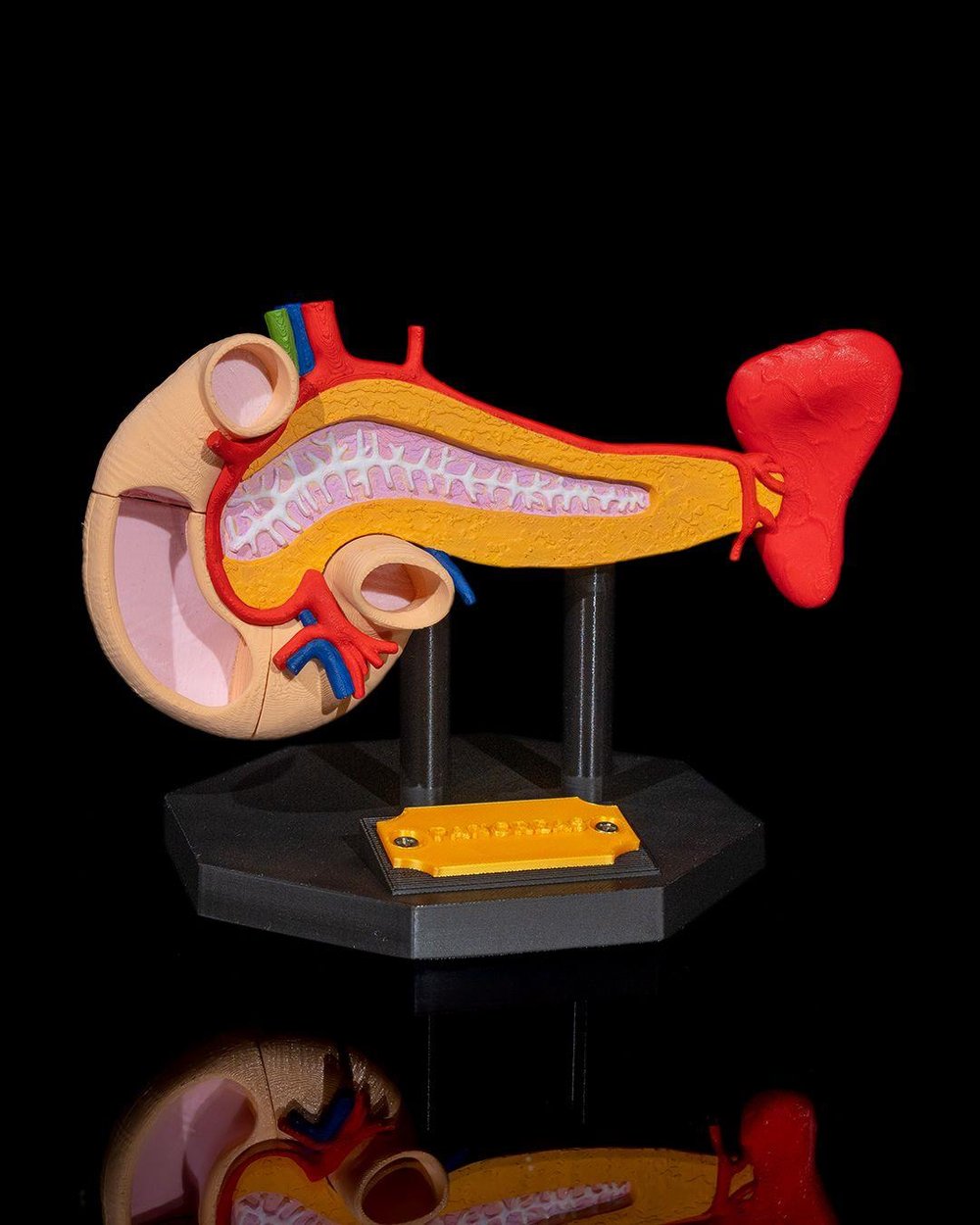 pankreas-anatomik-model-f6614e.jpg