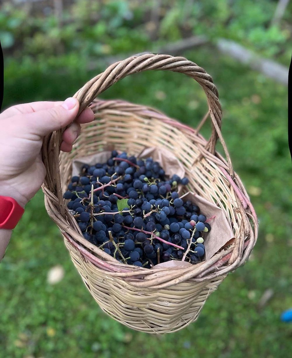 Kokulu Siyah Üzüm 5 kg