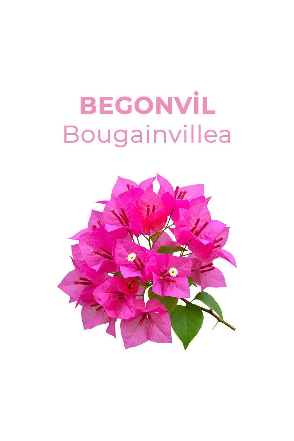 And You Begonvil Kolonya 200 ml