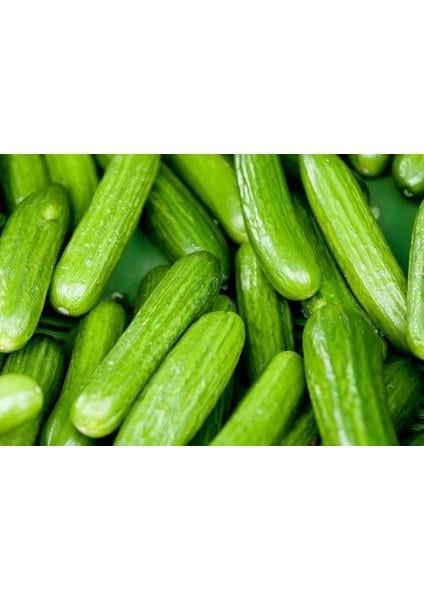 SALATALIK ÇENGELKÖY KG