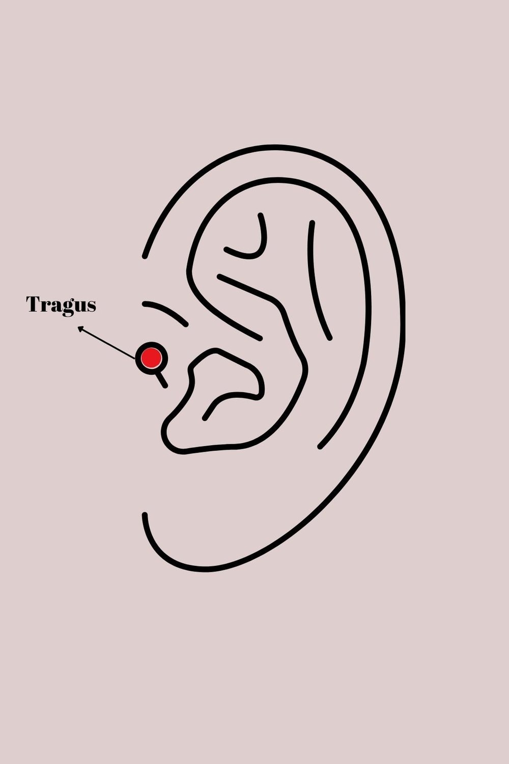 316L Çelik Gümüş Renk Dal Model Zirkon Taş Detaylı Tragus Piercing – PRT3500EB02956