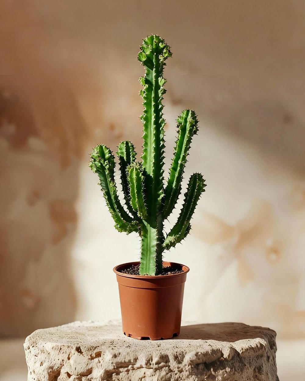  Afrika Süt Ağacı – Euphorbia ingens – 27 cm Saksı