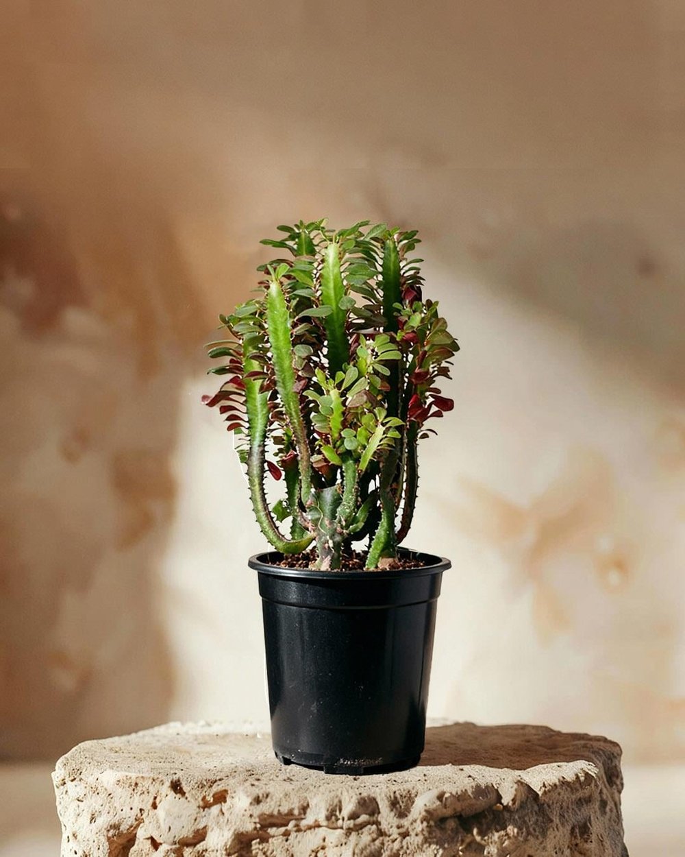  Sütleğen Kırmızı – Euphorbia sp. – 17 cm Saksı